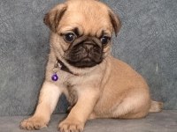 ÜST KALİTE PUG MOPS BEBEKLER