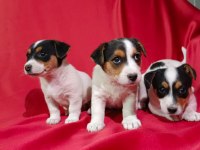 Jack russell dişi yavrular