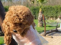 Oyuncak Ayıcık Görünümlü Red Poodle Yavrularımız