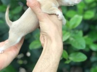 MİKRO TEACUP CHİHUAHUA BEBEĞİM