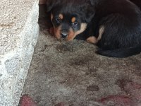 Irk garantili rottweiler yavruları