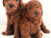 Toy poodle yavrular yeni yuvalarına gitmek için sabırsız