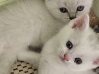 Ozel Ve Guzel Yavru Kediler