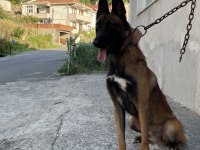 2,5 yaşlı Şecereli Belçika Malinois
