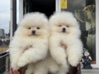 Ankaranın en seçkin teddy face pomeranian ları
