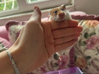 11 bebek ve anne baba hamster