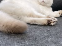 British longhair kedimiz için açıklamayı okuyunuz