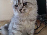 British Longhair dişi Aşıları herşeyi tam