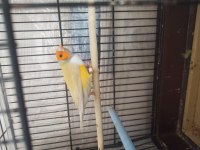 Golden finch Erkek