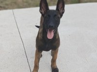 Saf kan Malinois yavrularım Fcı Kıf şecereli