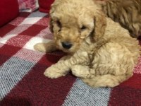 İstanbul Ankara Safkan Toy Poodle Yavruları