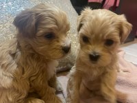 Baby Face Maltipoo Korekan Yavrular