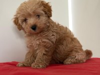 TATLI MİNİK MALTİPOO YAVRULAR