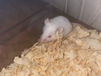 SÜTTEN YENİ KESİLMİŞ LAB RAT YAVRULARIM