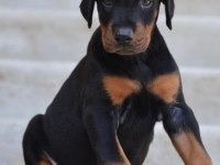 ÜST KALİTE DOBERMAN YAVRULARI
