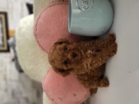 Minik poodle kurabiyeler