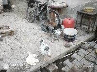 Satılık 1 horoz 9 köy tavuğu 6 kel tavuk 5 yarka