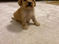 IRK VE SAĞLIK GARANTİ ORJİNAL MALTİPOO BEBEĞİMİZ