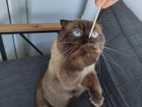 Scottish fold mars oğlumu sahiplendiriyorum