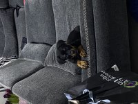 3 aylık erkek rottweiler safkan