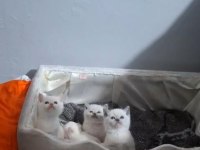 Blue Point Erkek British Shorthair Yavrumuz