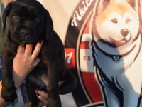 Simsiyah parlak kısa tüylü erkek cane corso yavru