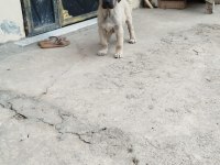 Orjinal üst düzey erkek malaklı yavru köpeğimiz