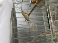 Bengal ve golden finch
