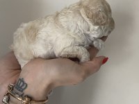 Beyaz renk erkek tam toy poodle yavru