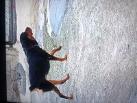 Sahibinden rottweiler