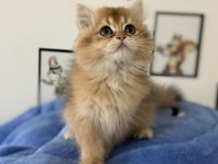 Ankarada ziyarete açık british longhair ve shorthair ler