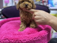 Toy poodle 5 aylık DİŞİ WC eğitimli 1KG