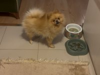 Pomeranian boo 2,5 yaşında