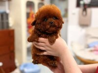 Micro Kore Poodle Yavrularımız