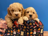 A KALİTE MALTİPOO BEBEKLERİMİZ
