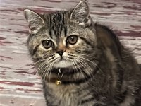 British Longhair Kedimiz Lafo