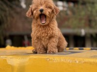 Poodle ayarında Maltipoo