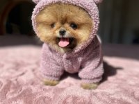 MİKRO BOY BABY FACE KÜÇÜK POMERANİAN AYICIK