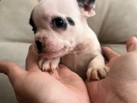 SAFKAN FRENCH BULLDOG BEBİŞLER YENİ AİLELERİNİ BEKLİYOR