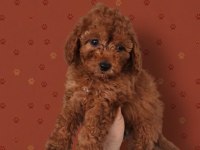 Aşılı Poodle Cinsi Bebekler