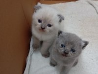 Scottish fold mavi gözlüler