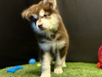 Kutuplardan Esen Soğuk Güzellik Alaskan Malamute