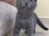 50 günlük british shorthair