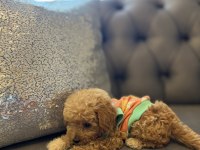 SAFKAN POODLE YAVRU