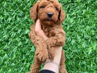 Toy poodle bebekler