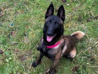KNPV Çalışma Hattı Belçika Malinois Yavruları
