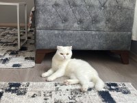 Evin huzuru beyaz prenses kediler