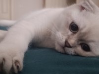 Scottish fold erkek