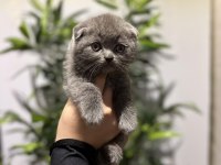 SCOTTISH FOLD GRİ YAVRULARIM 