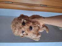 DİŞİ MALTİPOO YAVRUMUZ 2 AYLIK